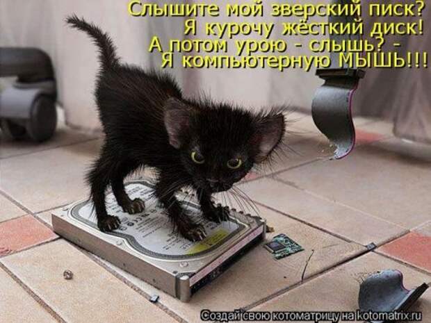 Веселая котоматрица