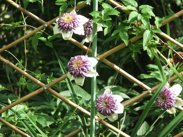 Клематис ‘Зиболди’ (C.florida ‘Sieboldii’, syn.C.florida ‘Bicolor’) Клематис ‘Зиболди’ (C.florida ‘Sieboldii’, syn.C.florida ‘Bicolor’)