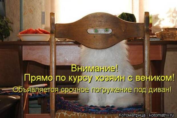 Свежая котоматрица (32 фото)