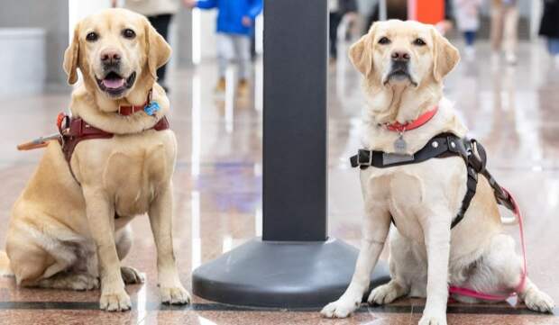 Горожане познакомились с собаками-проводниками на станции «Нижегородская»