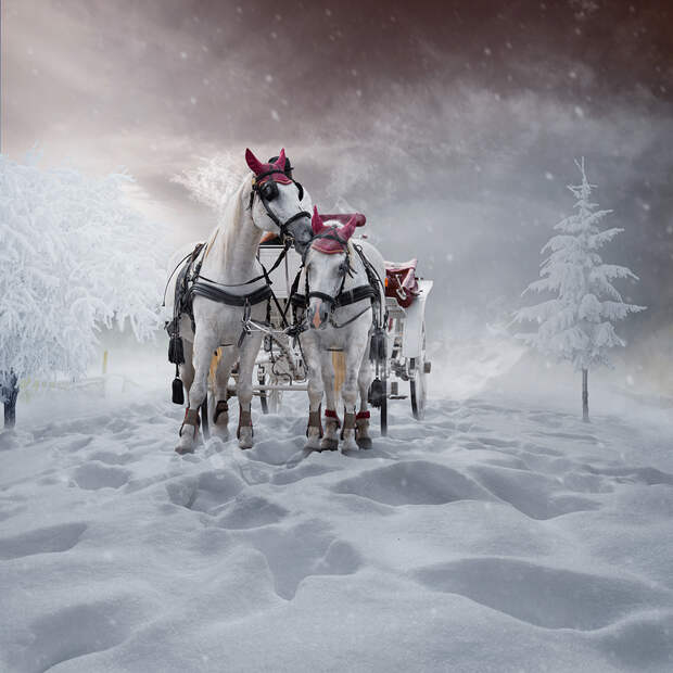 Пара белых лошадей, запряженных в белую карету, стоящую в снегу невдалеке от деревьев, покрытых густым слоем инея на фоне пасмурного неба и падающего снега, автор Garas Ionut