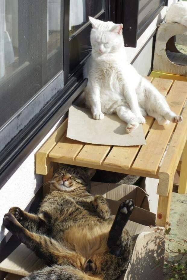 Кошачий расслабон гифки, кошки, фото