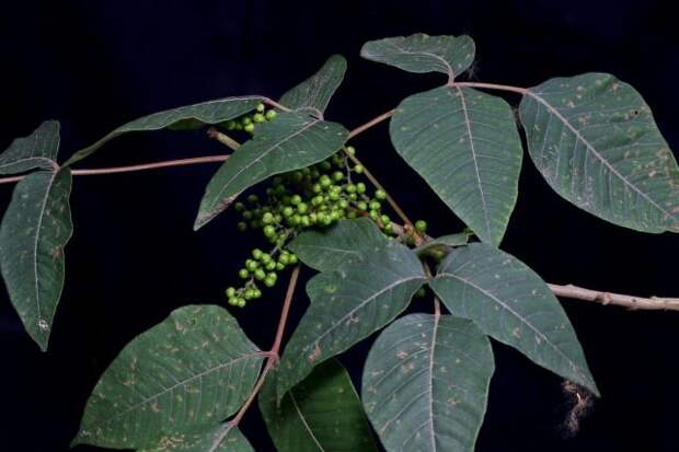 Плющ ядовитый (Toxicodendron radicans), или токсикодендрон укореняющийся