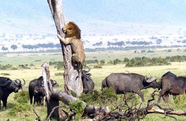 30 веселых фотографий с животными 30 веселых фотографий с животными