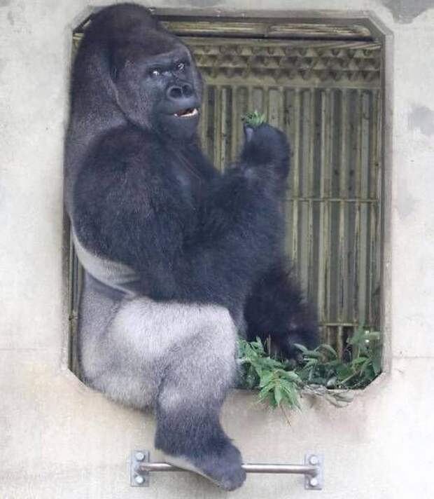 Шабани - самый фотогеничный в мире красавец-горилла