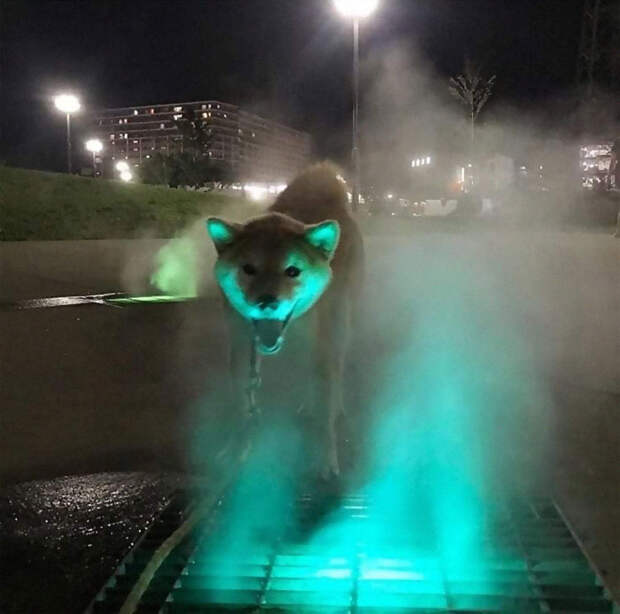 Люди делятся криповыми снимками своих животных и вот 11 самых жутких из них