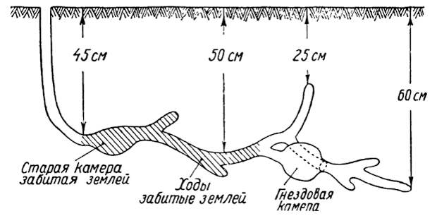 Схема норы суслика