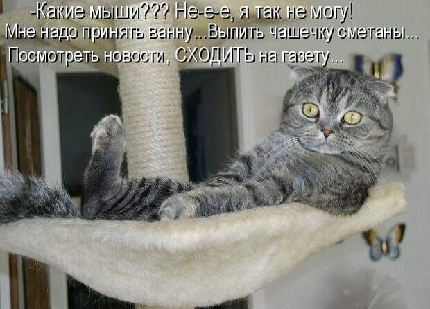 Картинки котяр с смешными надписями (34 фото) картинки, коты, юмор