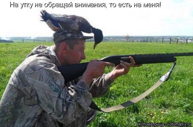 Лучшие котоматрицы недели (50 фото)