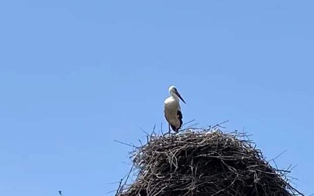 Аист.jpg Аист.jpg