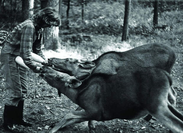 Для животных она была как мать. На фото с лосями-близнецами, которых Коссак называла Кола и Пепси. Фото: Лех Вильчек