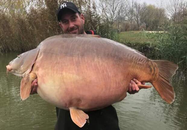 Карп весом 51 кг 200 г. новый мировой рекорд на озере Euro Aqua