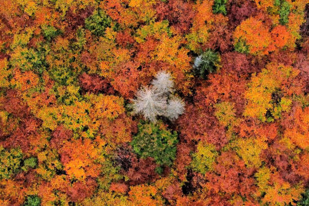 Осенний лес недалеко от Ширке, Германия