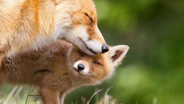 Школа выживания: как звери и птицы обучают своих детенышей