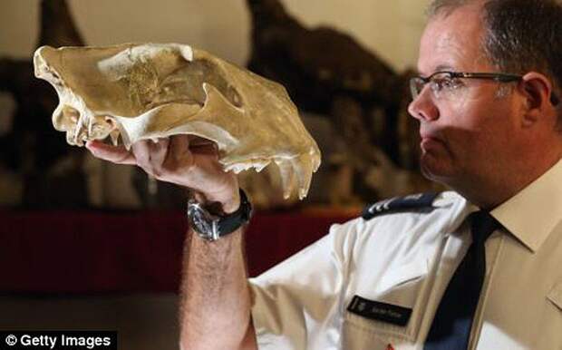 Разнообразие конфискованной контрабанды в аэропорту Лондона аэропорт, контрабанда, конфискация, Лондон, таможня