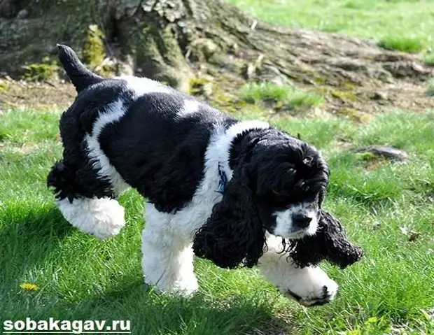 Американский кокер спаниель собака. Описание, уход и цена американского кокер спаниеля