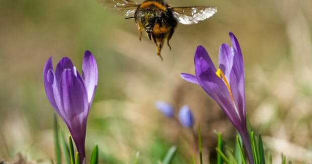 Шмели при поиске нектара ставят на цвет, а не на форму