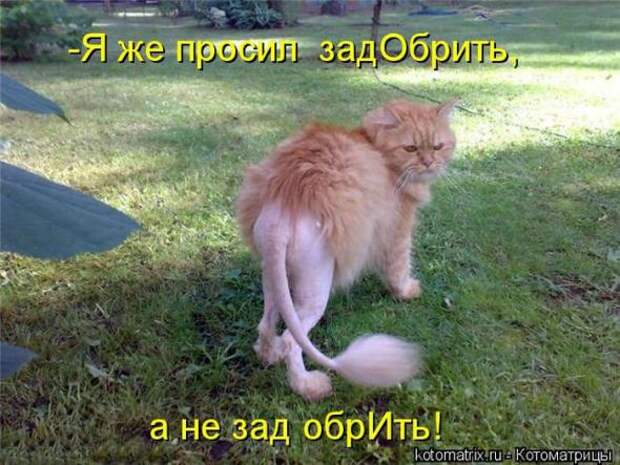 Котоматрицы(картинки с надписями)