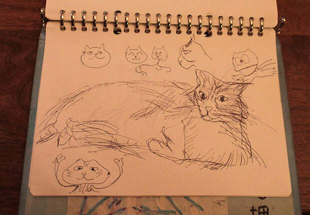 Кото-кафе в Осаке