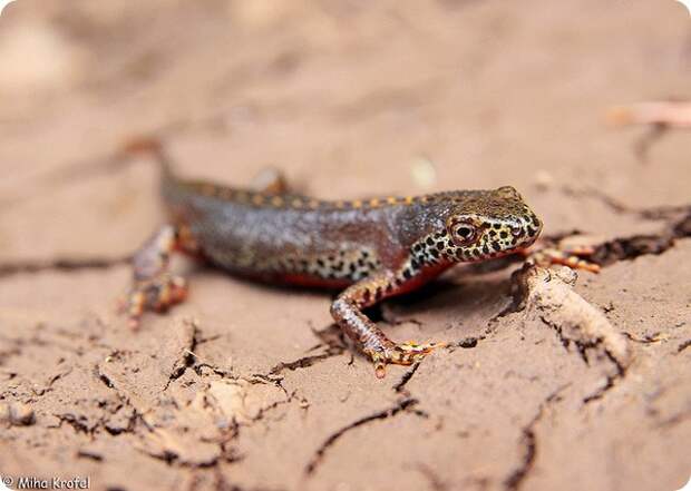 Альпийский тритон (лат. Ichthyosaura alpestris)