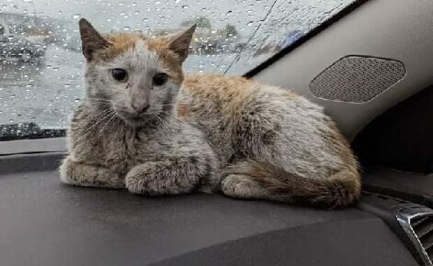 Спасибо, люди: 30 трогательных фото кошек до и после спасения