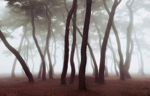 Переплетённые стволы деревьев. Автор фотографии: Натаниэль Мерц (Nathaniel Merz).