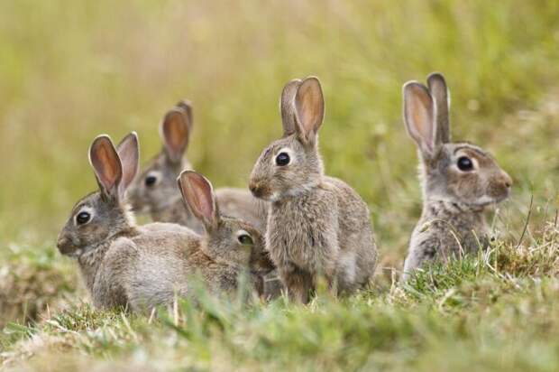 Кролики живут стаями, а зайцы нет. |Фото: apexhose.com.