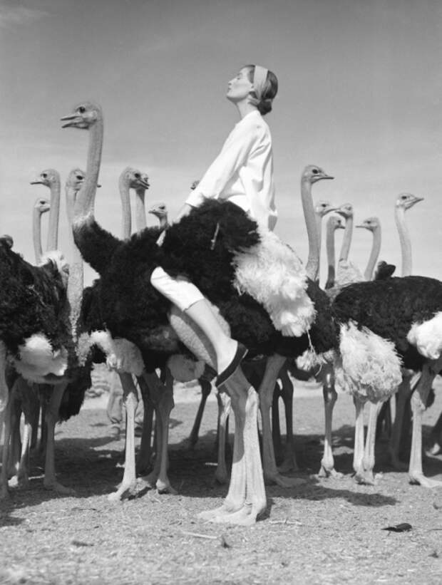 Венда (жена Нормана Паркинсона) и страусы. ЮАР, 1951 год. Норман Паркинсон (Norman Parkinson) - мастер модной фотографии. Венда (жена Нормана Паркинсона) и страусы. ЮАР, 1951 год. Норман Паркинсон (Norman Parkinson) - мастер модной фотографии.
