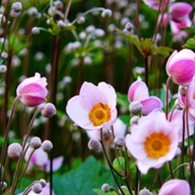 Анемона японская - самый красивый многолетник