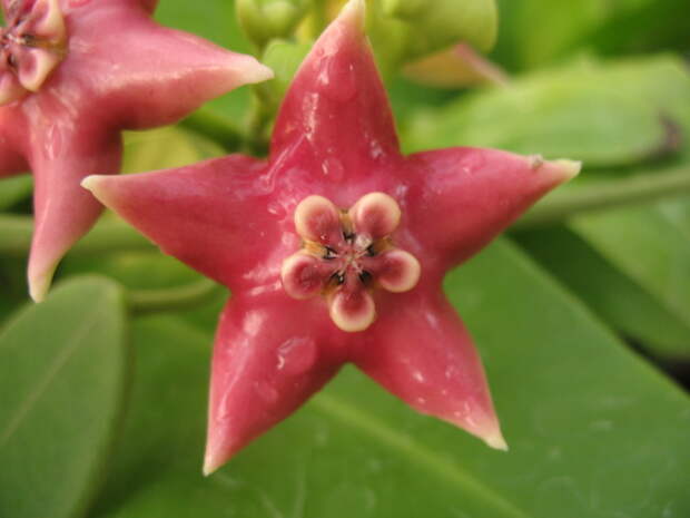 Hoya coronaria красота, лиана, природа, флора, хойя, цветы, чудеса