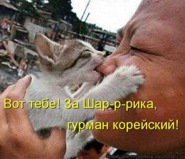 Лучшие котоматрицы недели (28 шт)