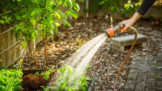 Что посадить весной, чтобы потом меньше поливать