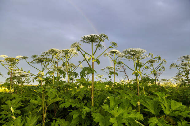 Наличие борщевика больше не будет считаться основанием для изъятия земли
