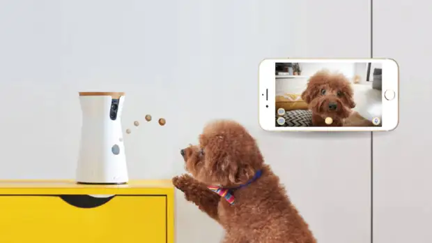 Улучшат жизнь питомца и хозяина: 6 полезных гаджетов для собаки