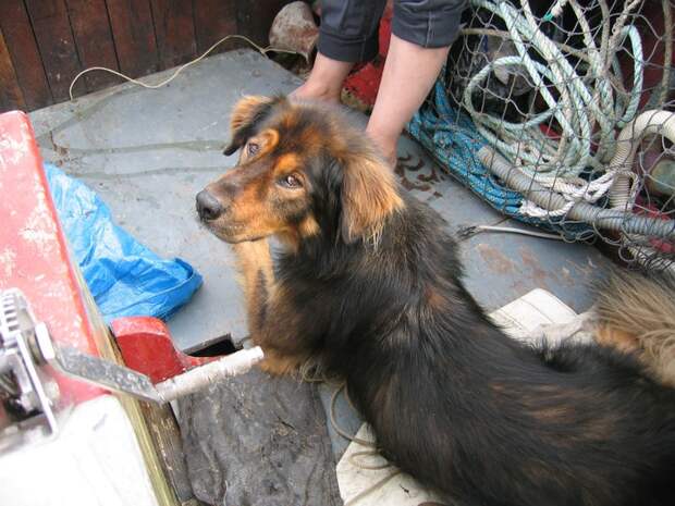 Трогающая до слез история спасения хозяина собакой, ценой собственной жизни пес спас хозяина ценой жизни, Мейсон спас хозйяку от волка, собака защитила хозяина от волка