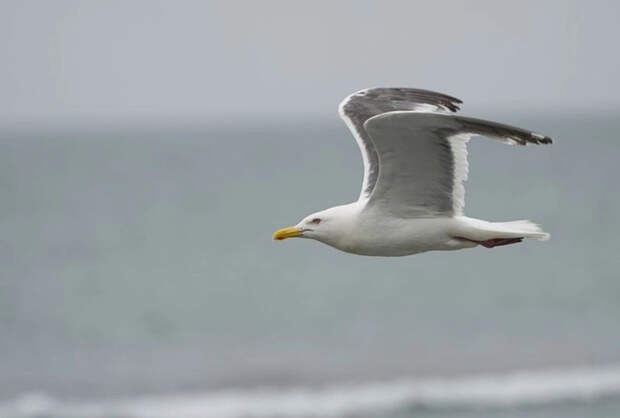 Чайку реанимировали прямо во время футбольного матча в Стамбуле