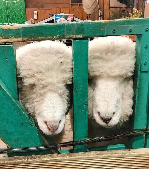 А вы пошли бы отдохнуть в овцекафе?