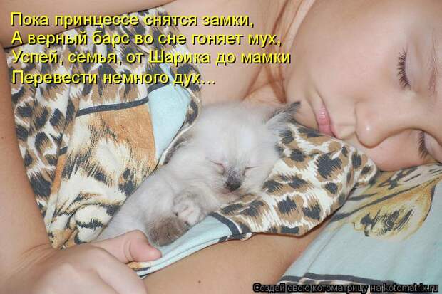 Лучшие котоматрицы недели (50 фото)