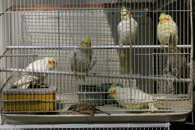 Редкого белого воробья сняли на видео в Петербурге