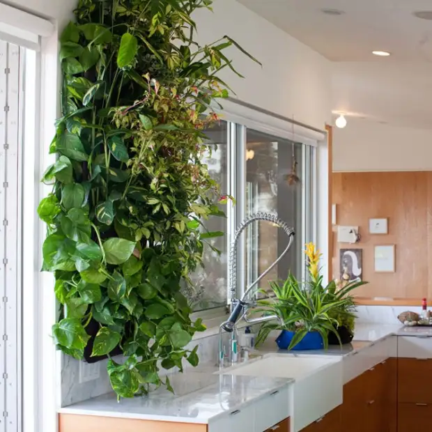 Живой декор стен кухни вертикальным озеленением