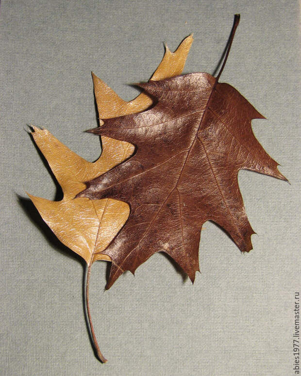 консервированные листья, из природных материалов, oak