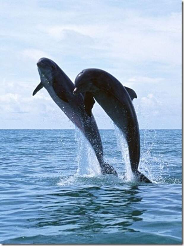 39335880_aDolphin_31