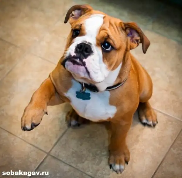 Английский бульдог собака. Описание, особенности, уход и цена английского бульдога