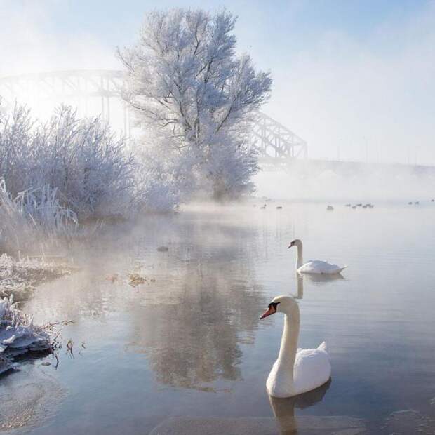 зимние пейзажи лебеди на озере