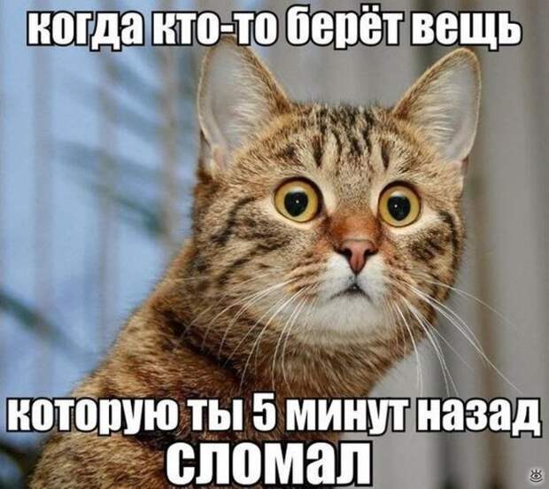 Фотосмешнявки 12