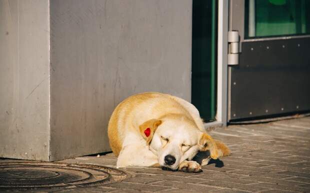 В Рязанской области ввели карантин из-за бешенства у собаки