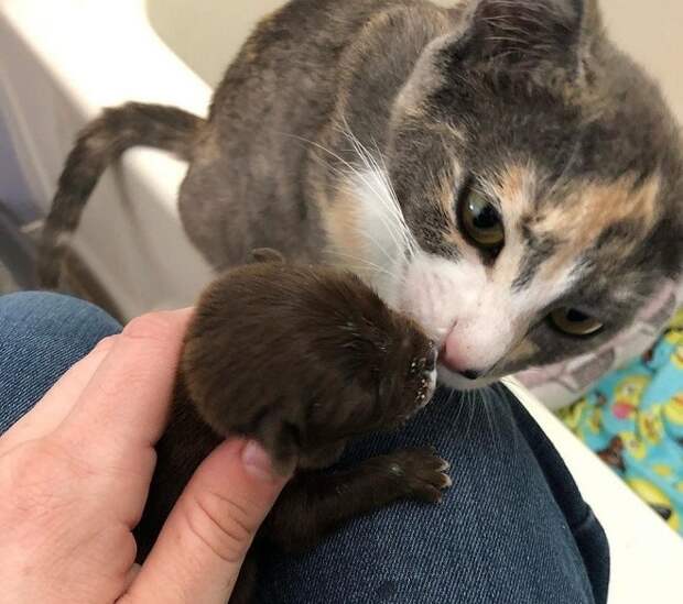 Щенок в руках Кошка облизывает щенка