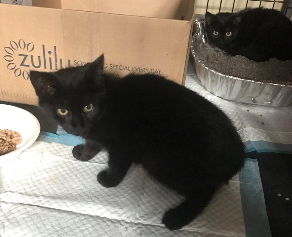 kitten-found-stuck-in-a-cup-leads-rescuers-to-save-his-entire-family-2
