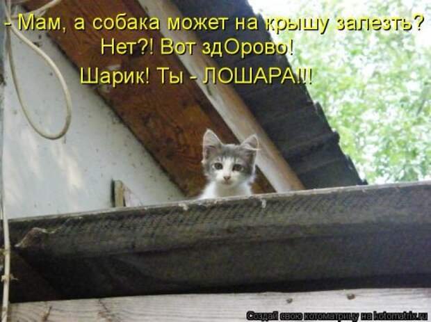 Свежая котоматрица (33 фото)