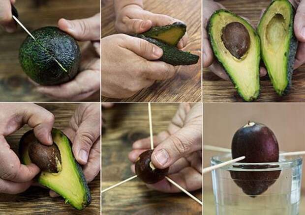 Результат пошуку зображень за запитом Как вырастить авокадо из косточк"